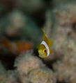   Juvenile Anemonefish  
